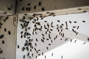 cluster flies sheltering in a house